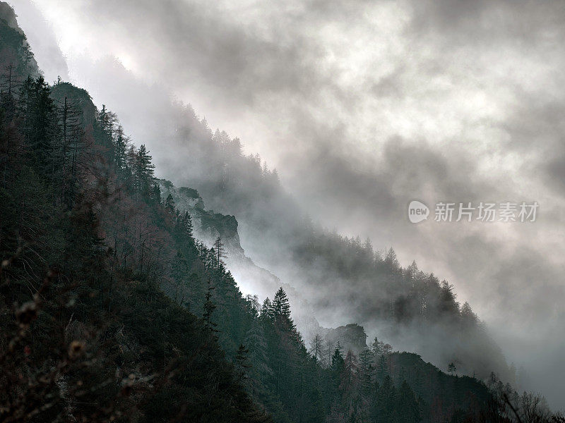 斯洛文尼亚Kranjska Gora山脉上雾蒙蒙的松树林地。